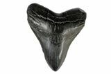 Black, Fossil Megalodon Tooth - South Carolina #166092-2
